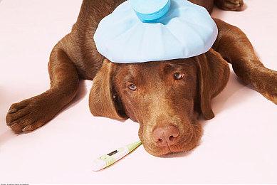 在哪里报名？《宝可梦Sleep》愚人节举办世界睡觉锦标赛